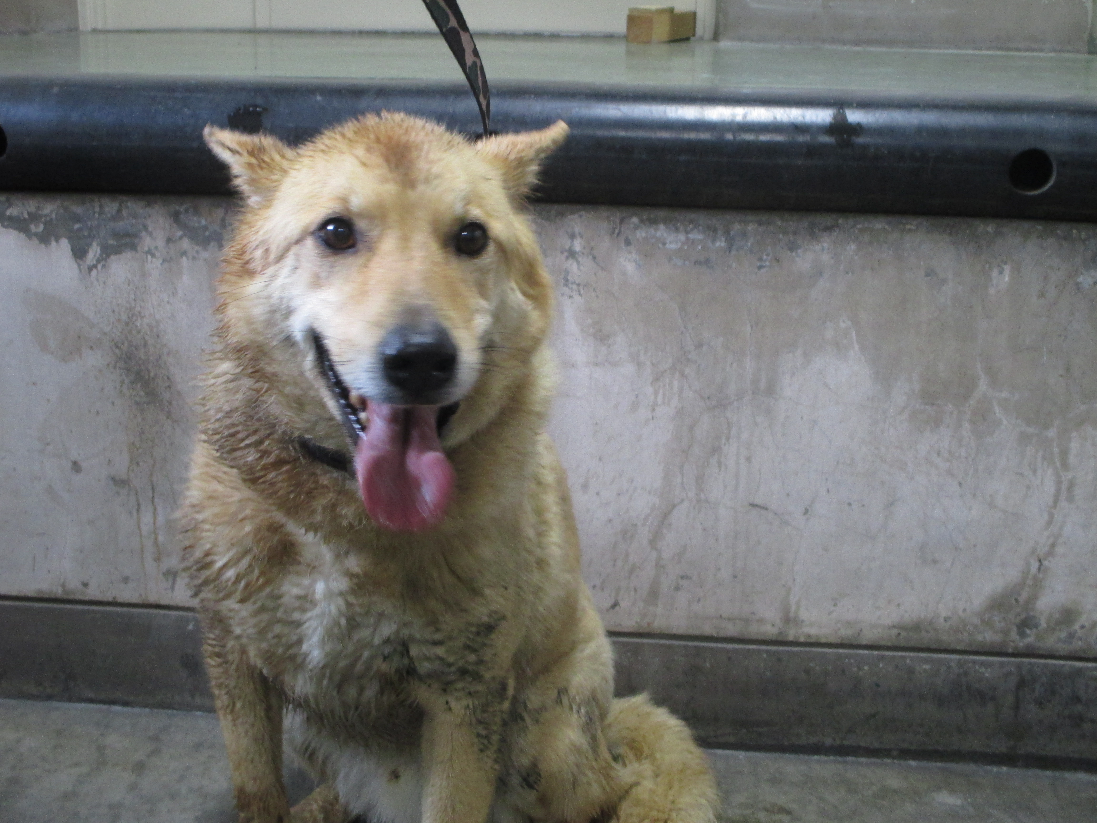 画像 15年 保健所の犬猫たち 北九州4県 みんなお家に帰れますように Naver まとめ