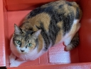21370